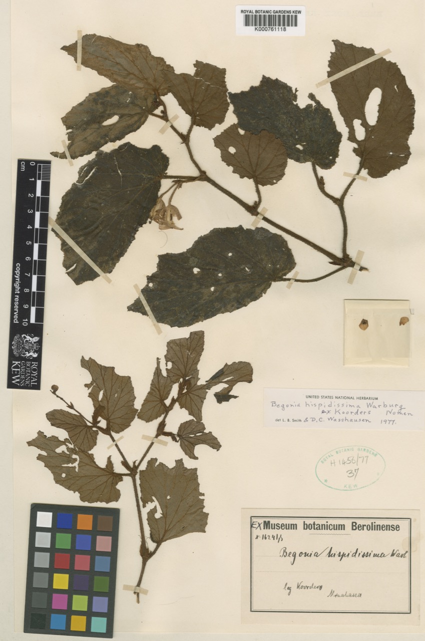 B. hispidissima